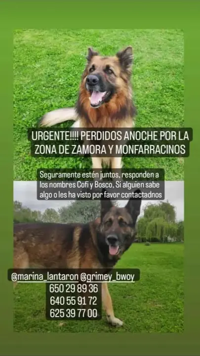 Perros perdidos. Cartel