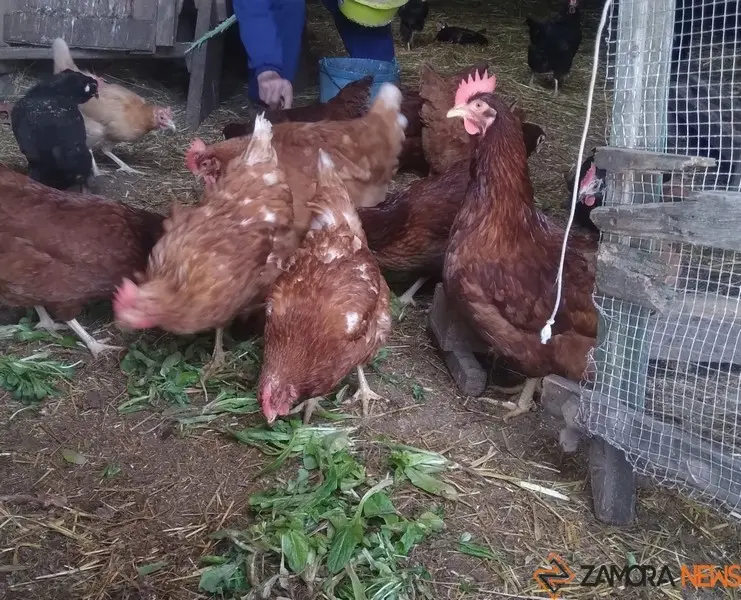 Gallinas en un corral