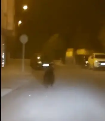 Oso en el centro de Ponferrada. Fotografía: @092ponferrada