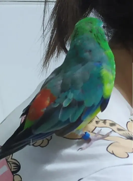 Kiwi, el pájaro extraviado en la zona de San José Obrero