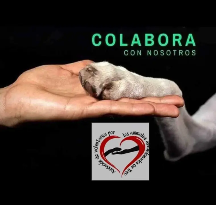 Animales Abandonados en Toro-Voluntariado