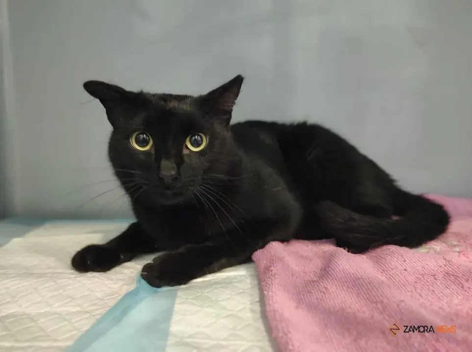 Gato colonia felina atendida tras un atropello en la zona de Cristo Rey
