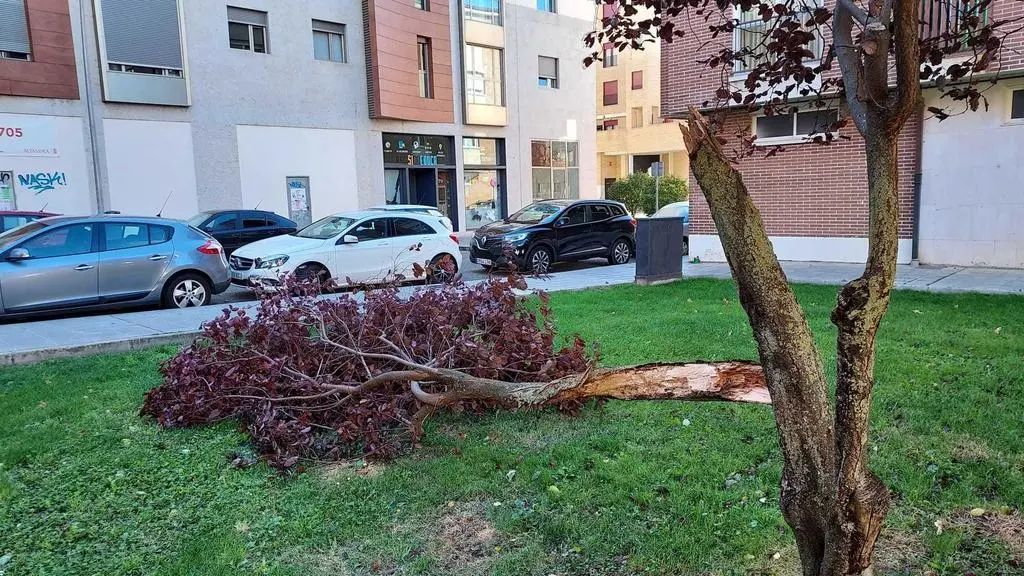 Árbol