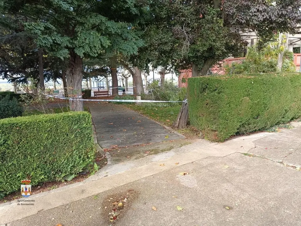 Árbol Benavente