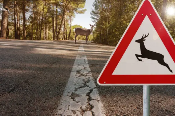 Animales carretera