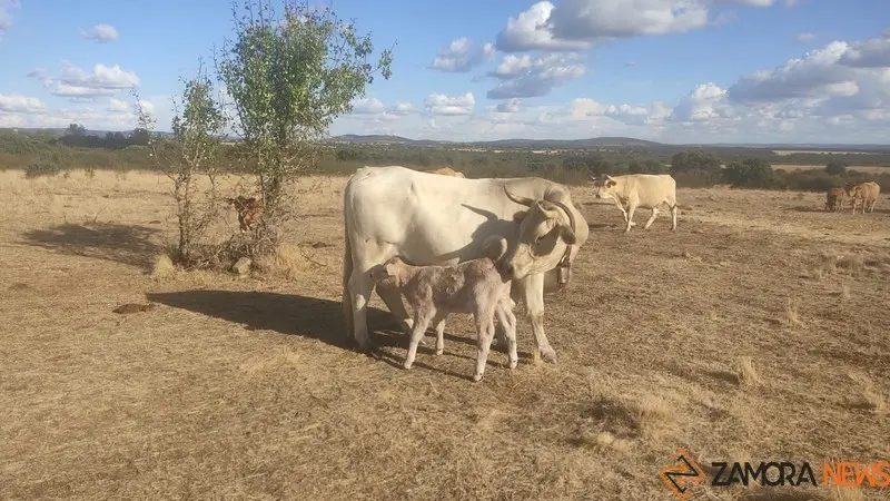 Vacas de una explotación de la provincia