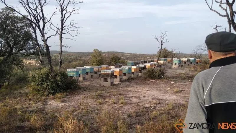 Colmenas en Aliste