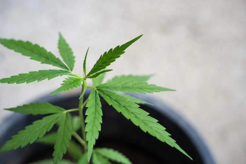Marihuana
