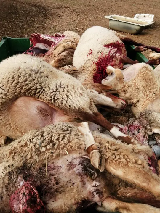 Ovejas muertas