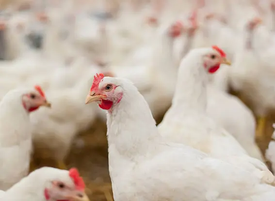 Gallinas. Fotografía de archivo