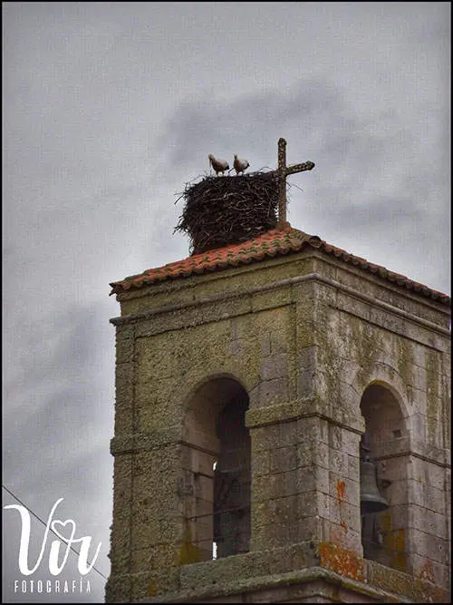 Nido en el campanario de Bermillo. Fotografía: Vir Fotografía