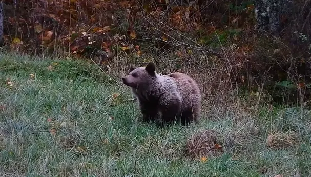 Osezno