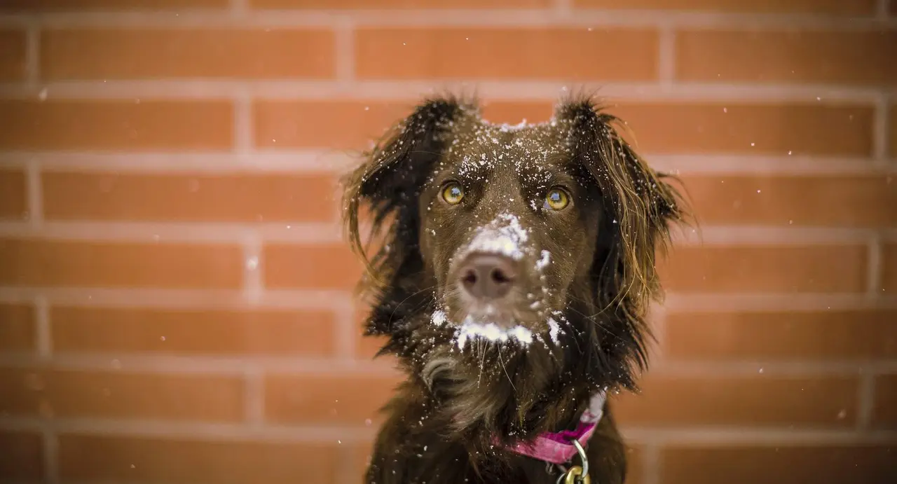 Temperatura Perros
