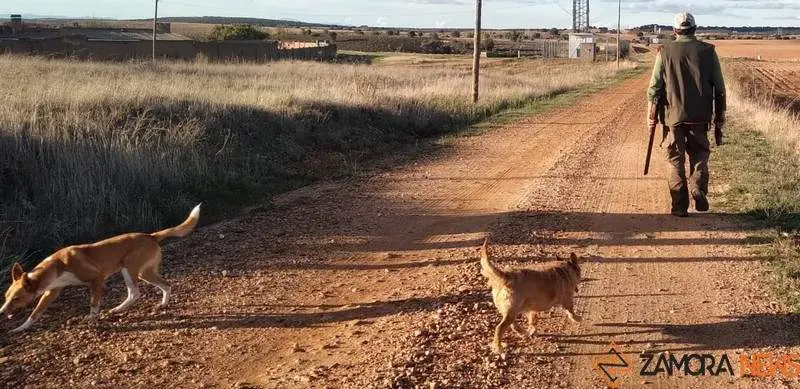 Un cazador con sus dos perros