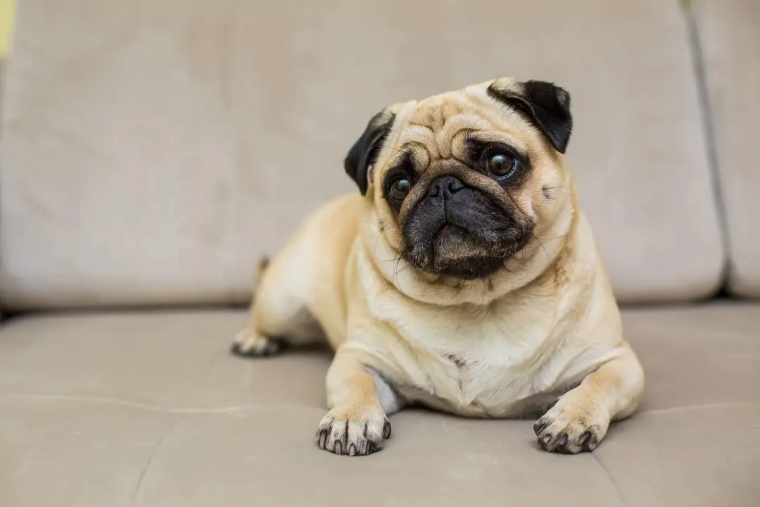Carlino