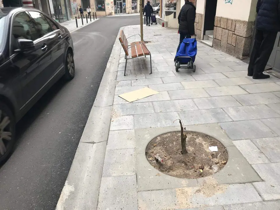Árbol calle Travesia