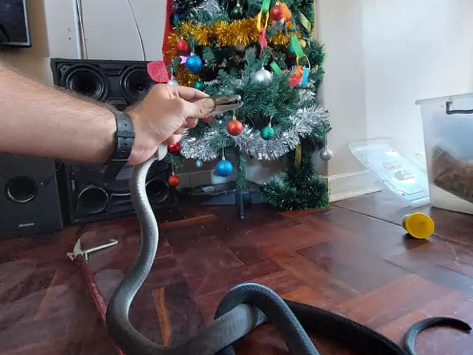 Mamba negra