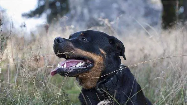 Rottweiler vía Tiendanimal.es