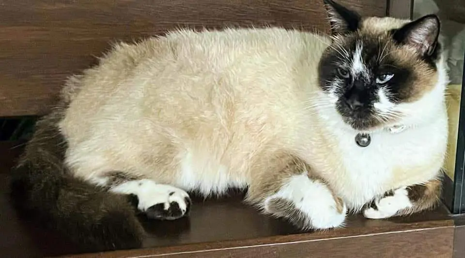 Gym, gato extraviado en Benavente