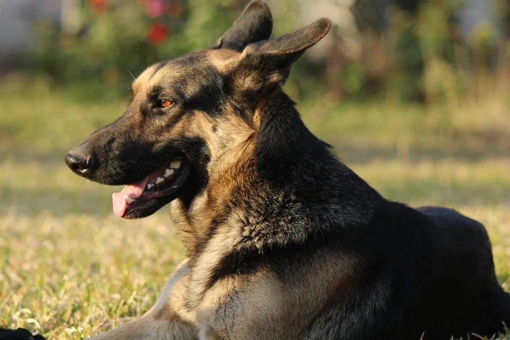 Perro policía vía tiendanimal