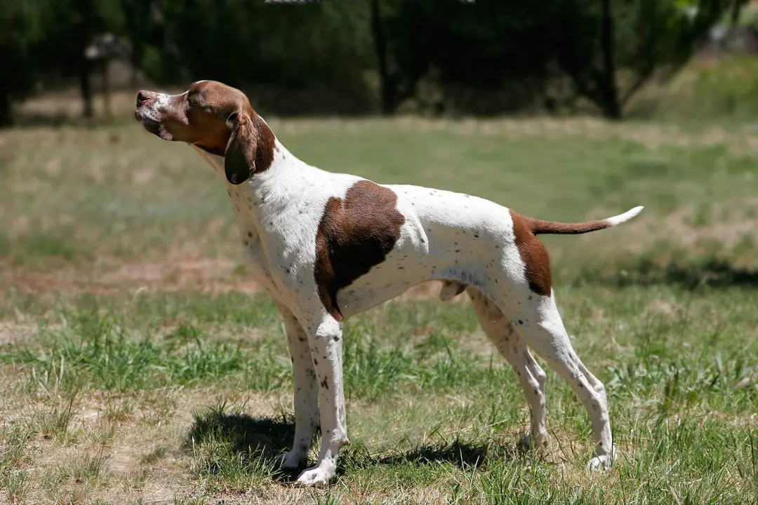 Perro de caza