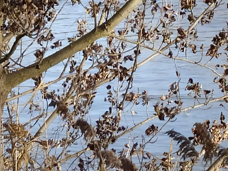 Una nutria nadando por el Duero a su paso por Zamora