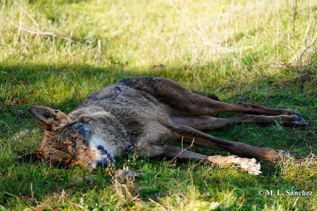 Ejemplar de loba fallecida en la provincia de Valladolid