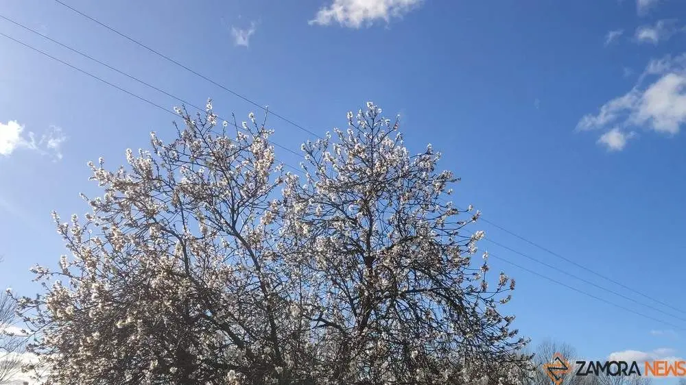 almendro en flor