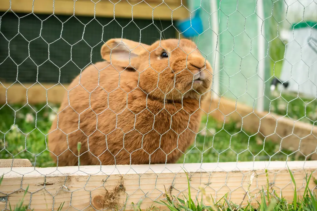 Conejo doméstico vía Freepik