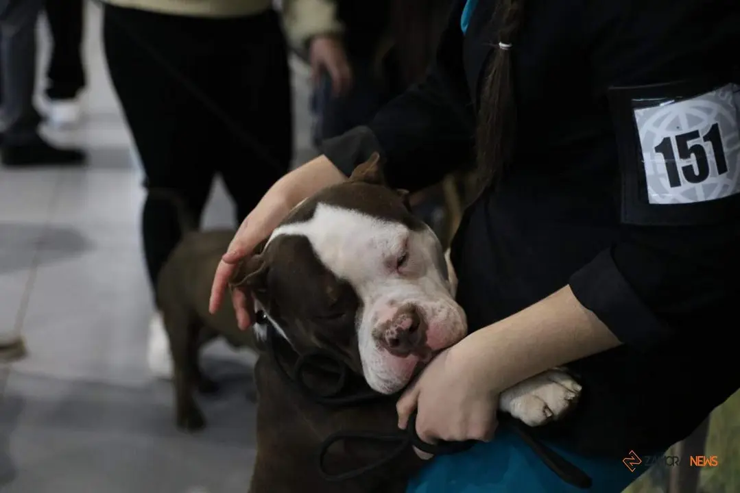 Certamen Euronationals 2023 American Bully_33