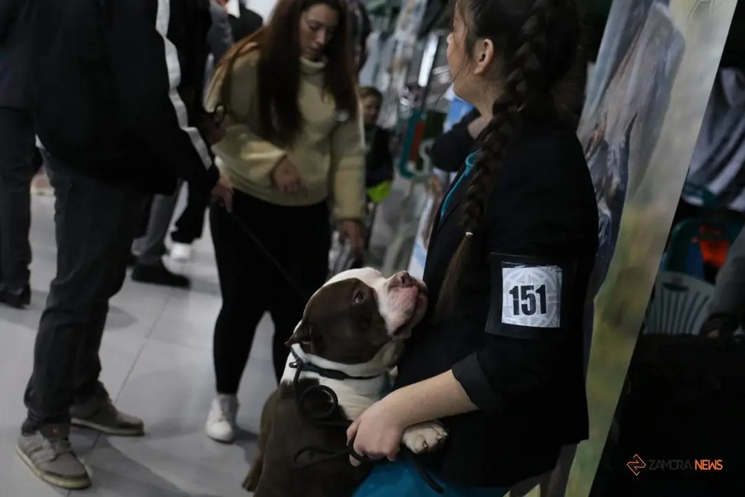 Certamen Euronationals 2023 American Bully_32