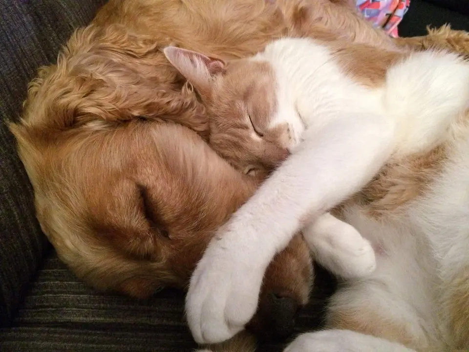 Foto perro y gato durmiendo