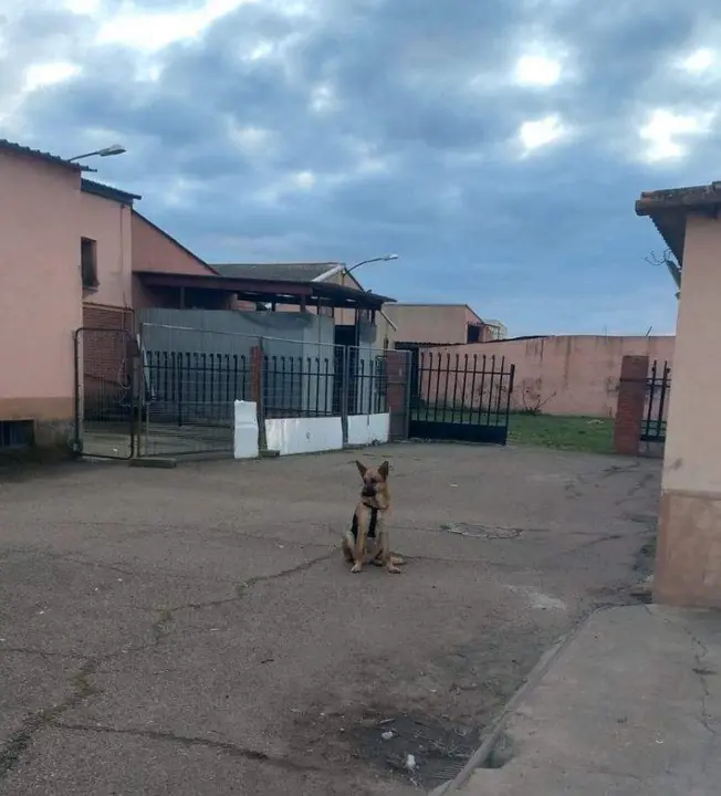 Perro en el refugio de Toro