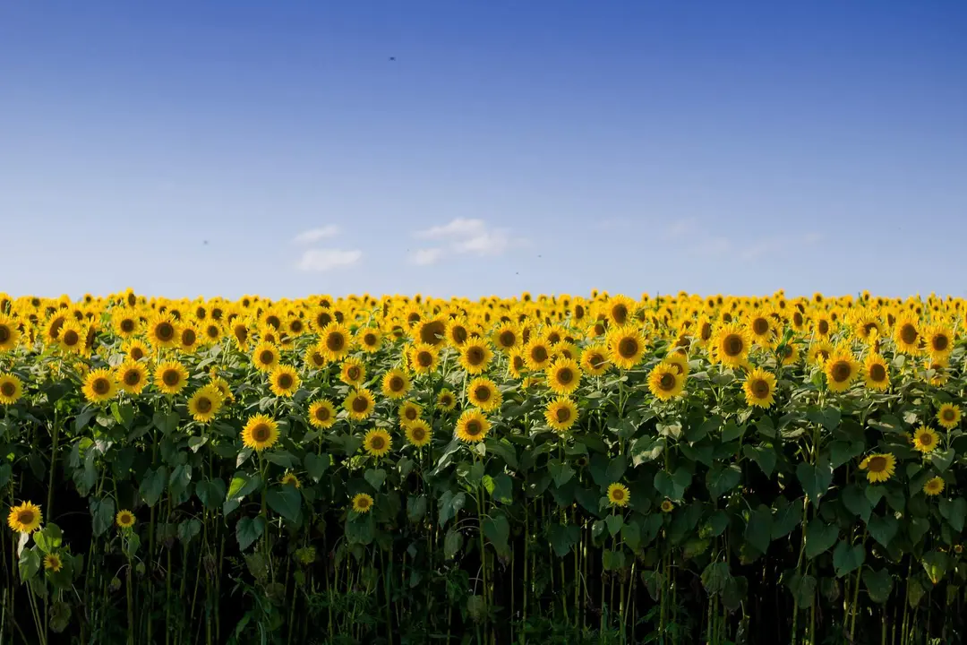 Campo de girasoles