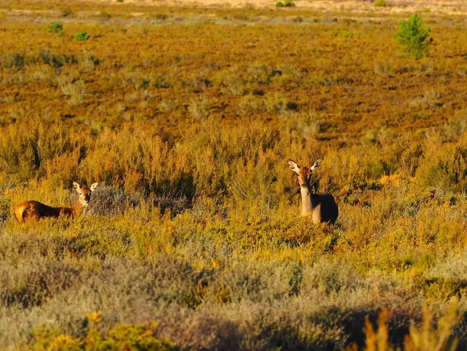Muelas de los Caballeros