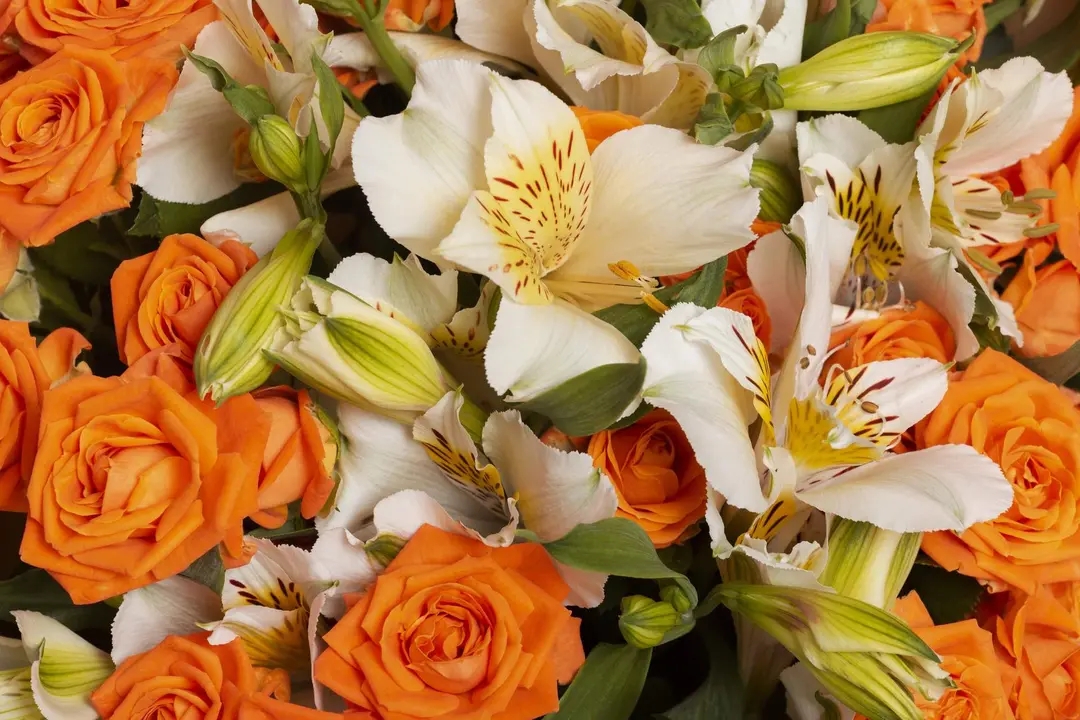 Flores