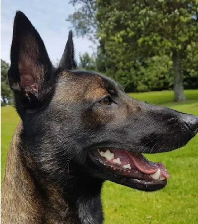 Belga Malinois
