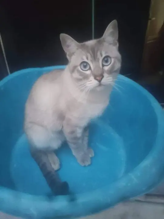 Imagen de Cholo, el gato que se ha escapado de su hogar en el barrio de San José Obrero