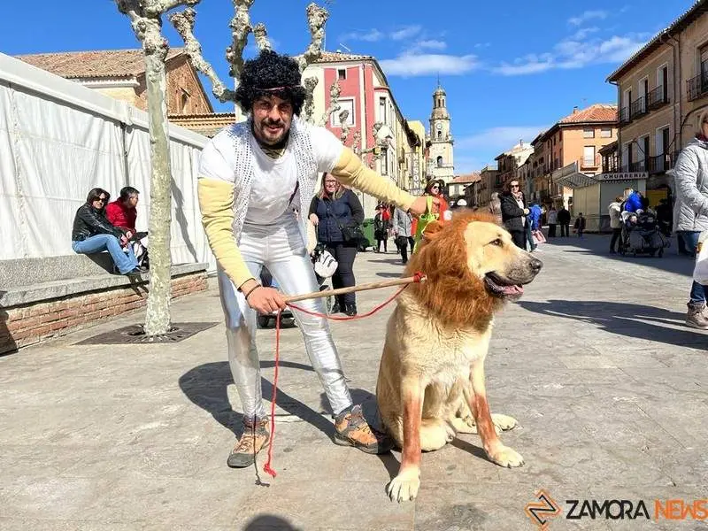 Perro disfrazado en el Carnaval de Toro