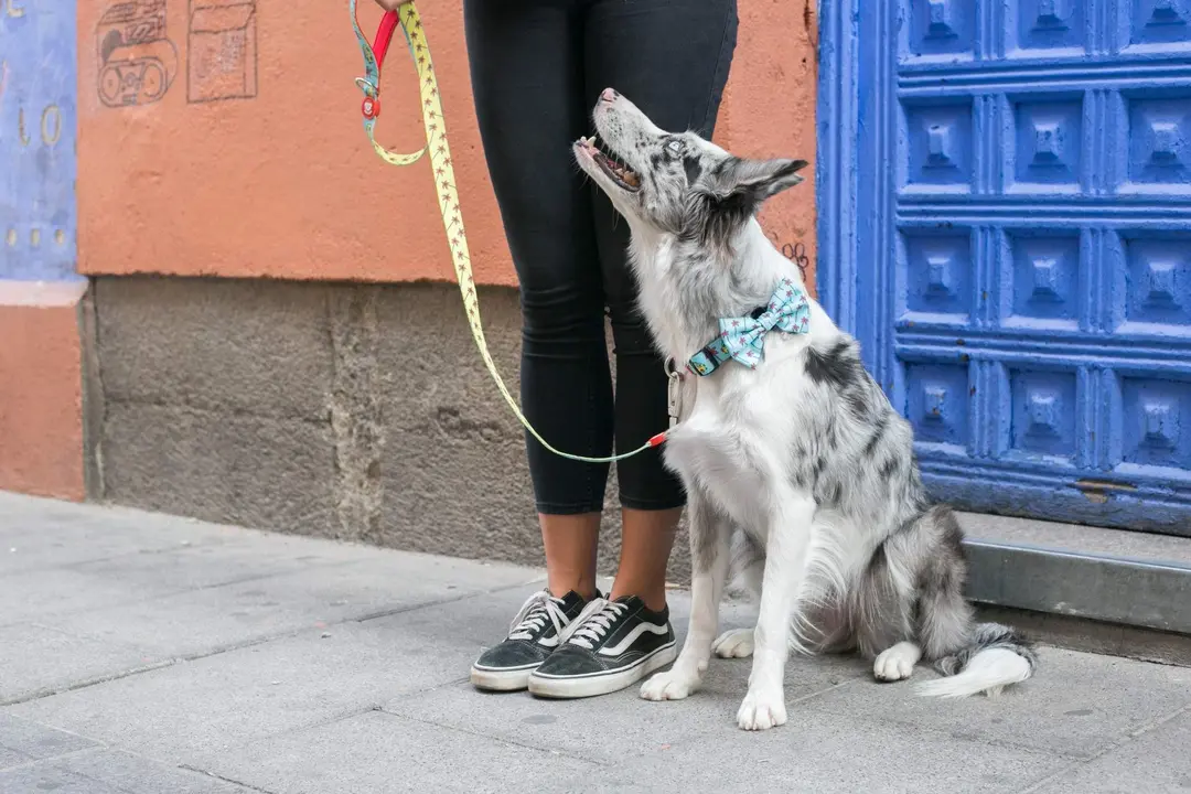Foto archivo perro