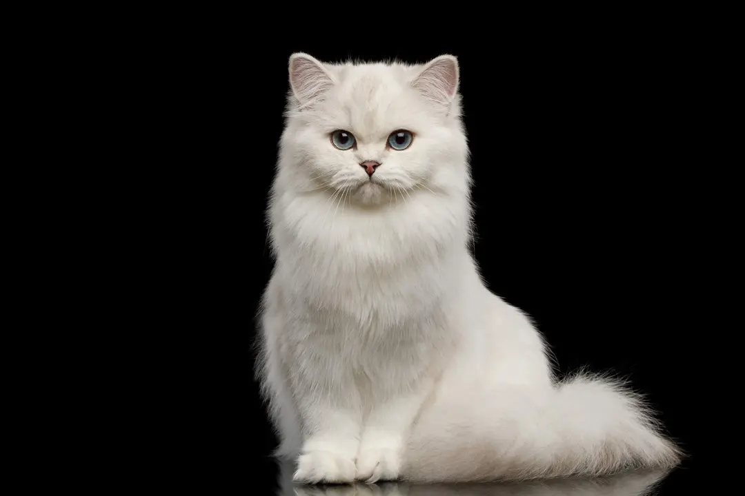 gato majesty