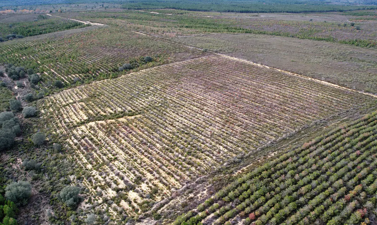 Bosque-Clicars-4
