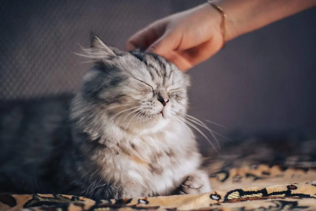 Gato. Fotografía de archivo