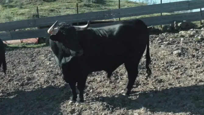 Toro vía Interbenavente.es