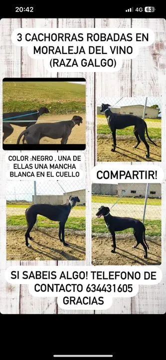 Galgos robados