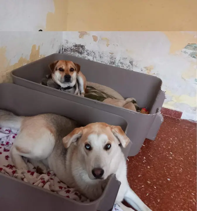 Tan e Indi. Fotografía: Animales Abandonados en Toro-Voluntariado