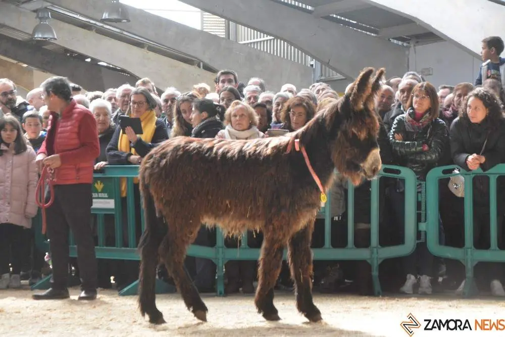burros San Vitero (86)