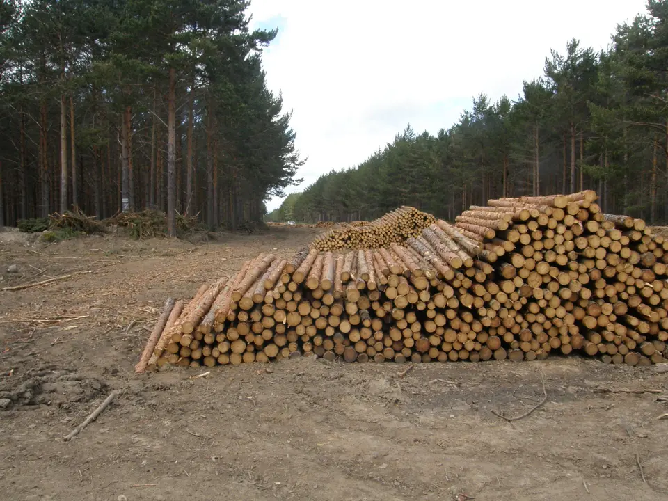 Corta de madera