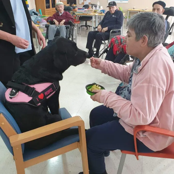 Terapia con animales vía segoviaudaz.es