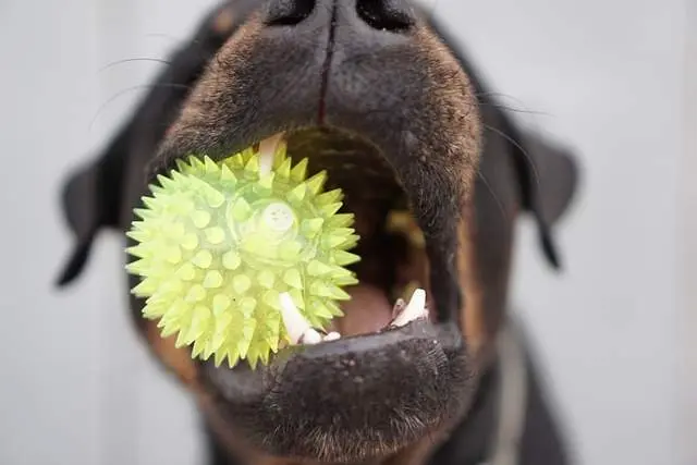 Perro masticando pelota con salientes